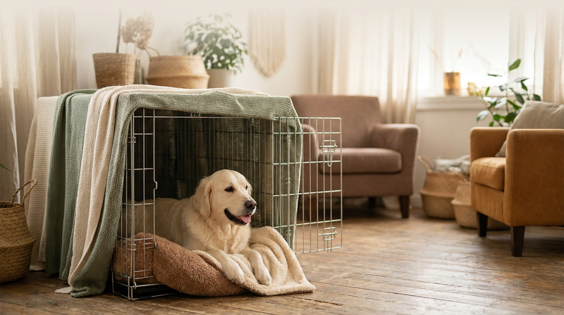 A calm, content dog resting in a cozy, blanket-draped open crate set up like a snug den in a warm living room — gentle, positive crate training.