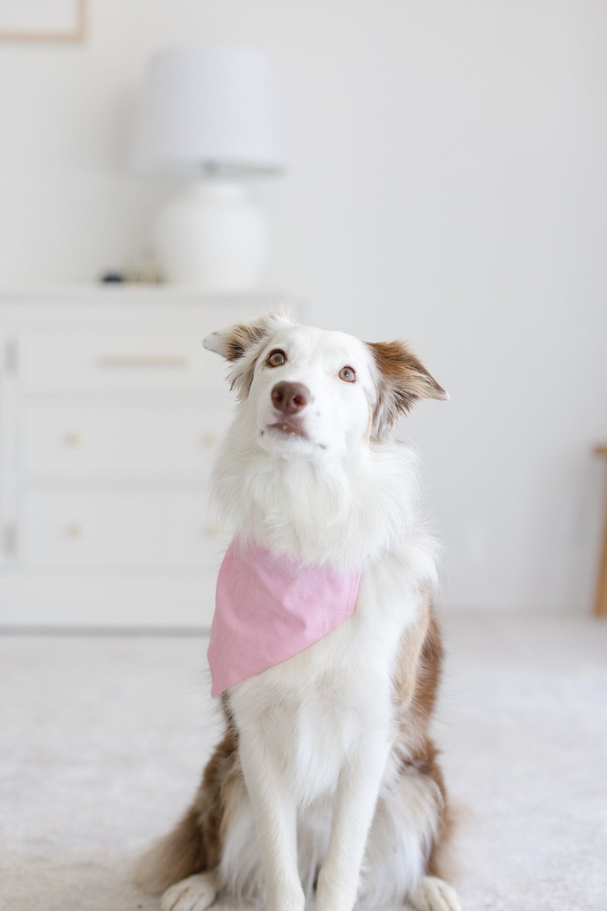 Border collie wearing a pink snap-on dog bandana