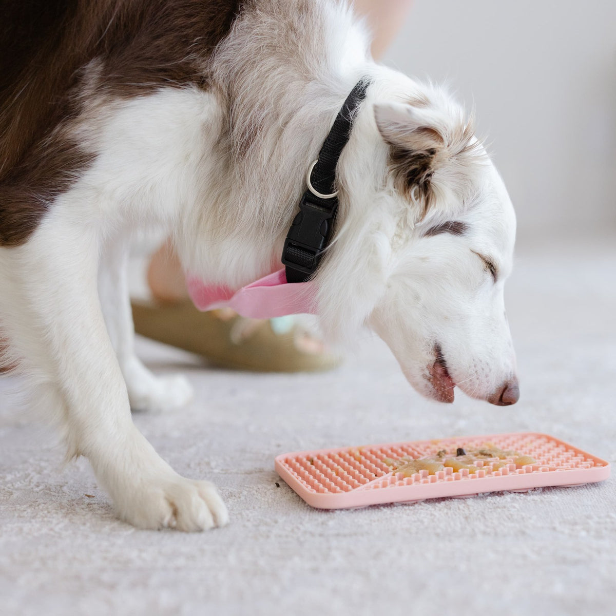Sniff, Lick & Play – Holiday Enrichment Gift Box for Dogs