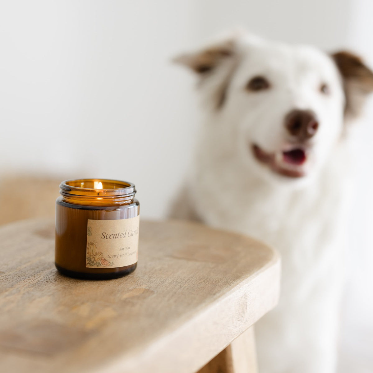 Play & Glow – Holiday Gift Box for a Dog Lover & Their Dog