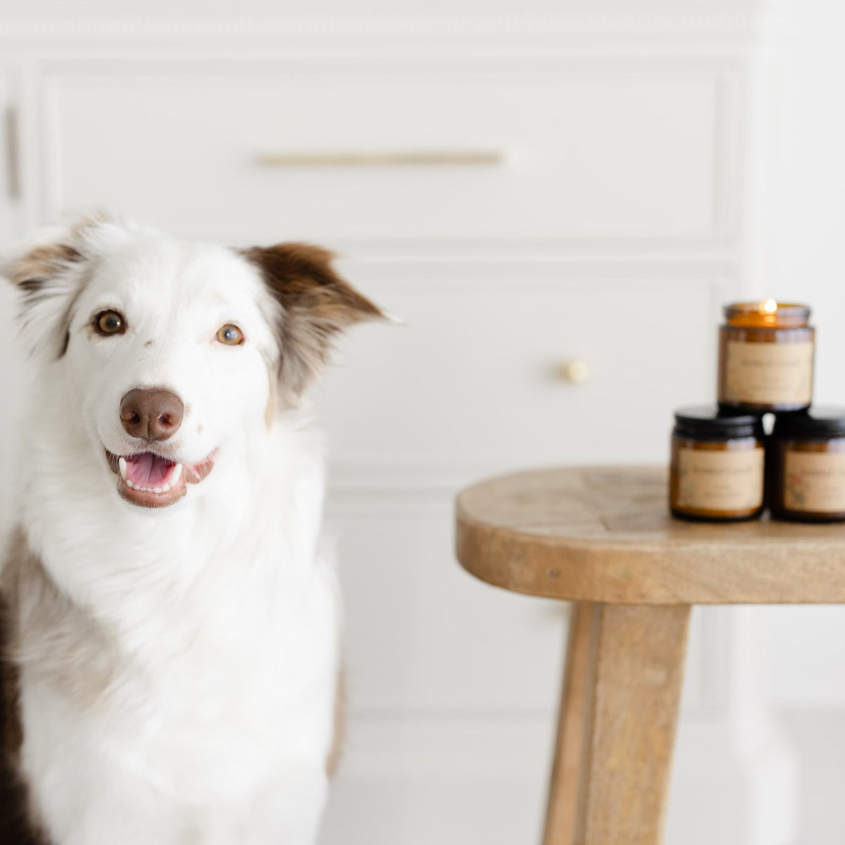 Quiet Moments Together – Holiday Gift Box for Dogs & Their People