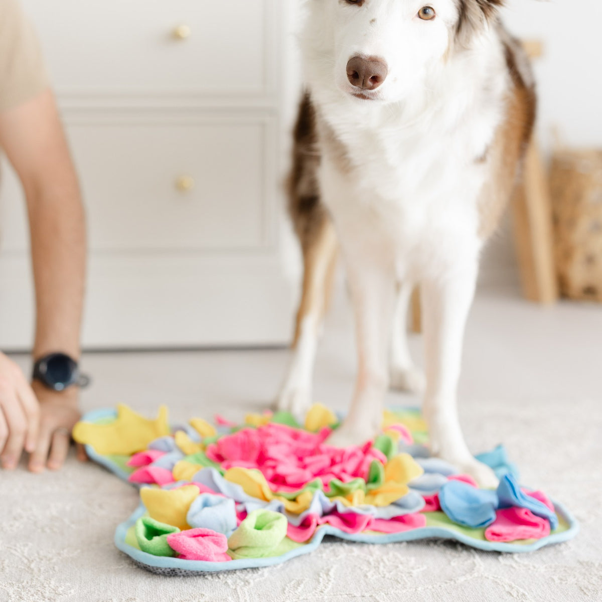 Quiet Moments Together – Holiday Gift Box for Dogs & Their People