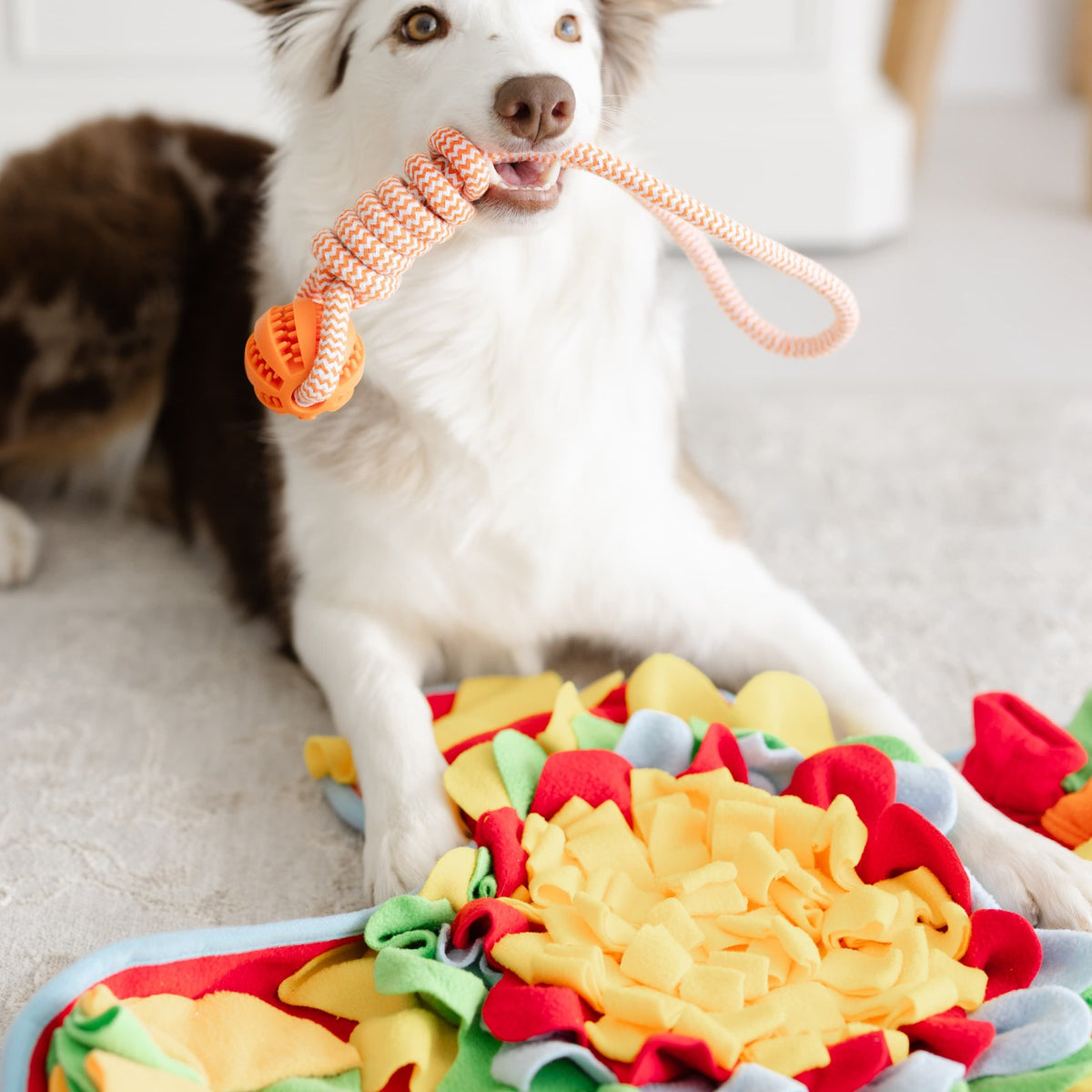 The Complete Cozy Play Box – Dog Enrichment & Home Holiday Gift Box