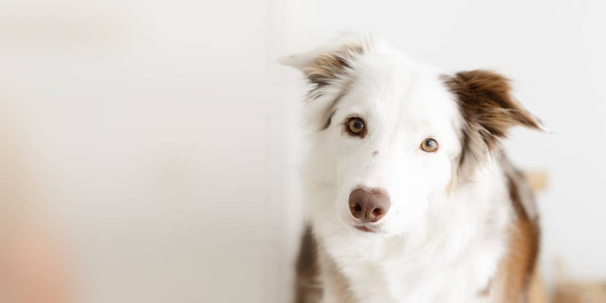 calmpawshome.com logo